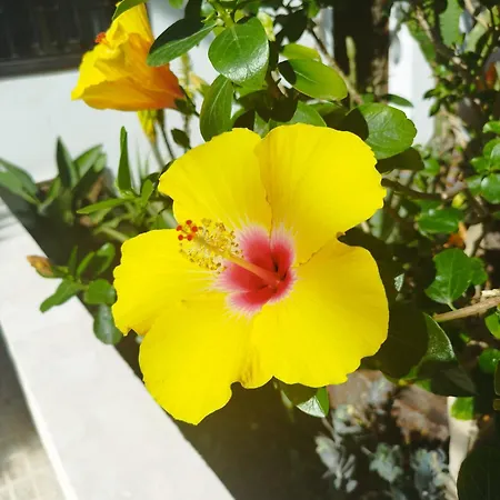 アパート Casa De Maria Luisa